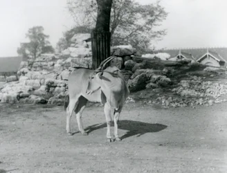 Uma Eland em pé no seu paddock no Jardim Zoológico de Londres em 1929 (foto a p/b)