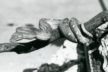 Uma Esmeralda Boa com seu corpo enrolado ao longo de um ramo, Jardim Zoológico de Londres, outubro de 1928 (foto a p/b)