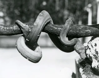 Uma Esmeralda Boa com seu corpo enrolado ao longo de um ramo horizontal, olhando para o chão, Jardim Zoológico de Londres, outubro de 1928 (foto a p/b)