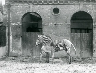 Uma Zebra em Perigo em Zebra Imperial em pé alimenta seu potro, em seu piquete no Zoológico de Londres em 1927