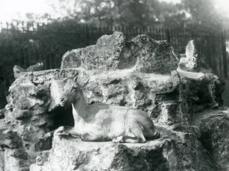 Um íbex do Himalaia descansando em uma borda de pedra no zoológico de Londres, agosto de 1927