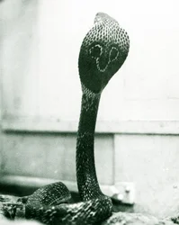 Um indiano Cobra-asiática com cobra e capuz queimado, Zoológico de Londres, outubro de 1925