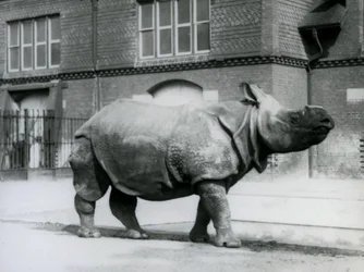 Um rinoceronte indiano no zoológico de Londres, 1927
