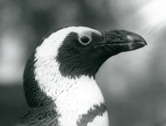 Um adulto Black-footedJackassPinguim africano no zoológico de Londres, setembro de 1925