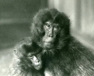 Um macaco de coração adulto e jovem GeladaBleeding no zoológico de Londres em janeiro de 1925
