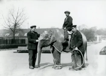 Um bebê elefante indiano com guardiões A. Igreja e H. Robertson no zoológico de Londres, em junho de 1922