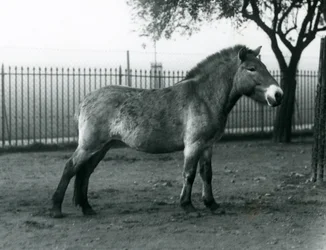 Um Przewalskis Wild Horse ameaçado de extinção que está em seu paddock no jardim zoológico de Londres, outubro de 1927