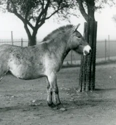 Um Przewalskis Wild Horse ameaçado de extinção que está em seu paddock no jardim zoológico de Londres, outubro de 1927