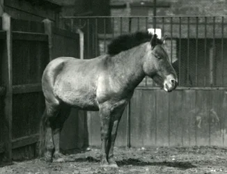 Um cavalo selvagem de Przewalskis em perigo em pé em seu paddock no zoológico de Londres em 1927
