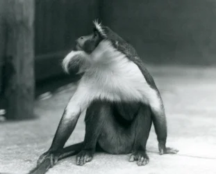 Um cercopiteco-de-Roloway ameaçado, sentado no chão, a olhar para cima enquanto segura a cauda, Jardim Zoológico de Londres, 1927