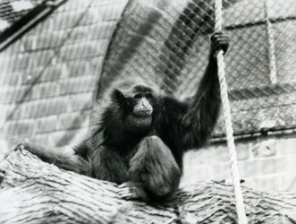 Um gibão Siamang em perigo sentado em um tronco, segurando uma corda, o zoológico de Londres, 1927