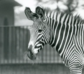 Uma fêmea/jenny em perigo de extinção de Grevy