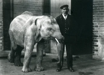 Elefante asiático bebê com guardião Charles Eyles, zoológico de Londres, novembro de 1915
