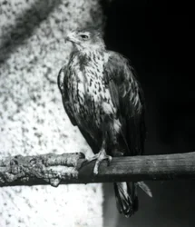Bonellis Eagle descansando em um galho no zoológico de Londres, em setembro de 1925