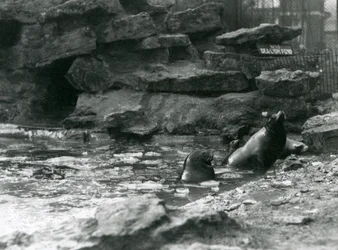 Leões do Mar da Califórnia com gelo na piscina, Jardim Zoológico de Londres