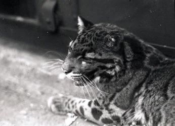 Leopardo nublado, 1922