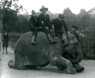 Vaqueiros, e, treinador, com, femininas, elefante indiano, sundermalah, durante, um, visita, para, londres, jardim zoológico, em, 1924