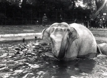 Banho de elefante