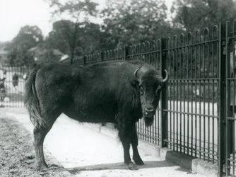 Bisonte Europeu Georgina nos bares de seu paddock, London Zoo, 12 de agosto de 1926