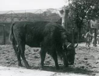 Bison European Julia comendo a grama em seu paddock, London Zoo, 12 de agosto de 1926