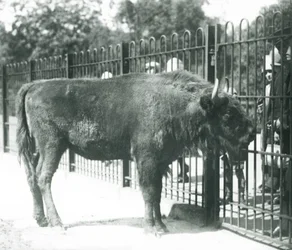 Bisonte Europeu 