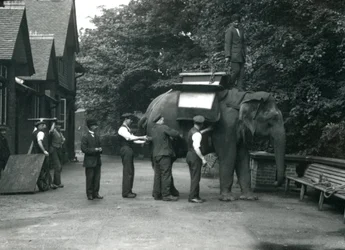 Elefante asiático feminino &39;Indiarani&39; sendo equipado com uma sela, por keepers, no lado norte da casa do elefante. Zoológico de Londres, agosto de 1920