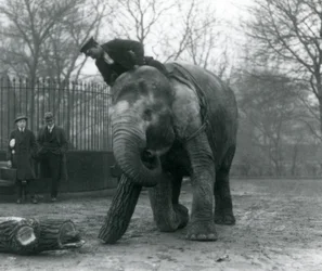 Elefante asiático fêmea, 