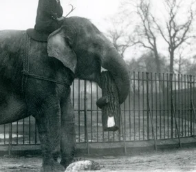 Elefante asiático fêmea, 