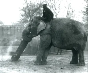 Elefante asiático fêmea, 