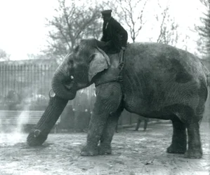Elefante asiático feminino, Indiarani, movendo-se de madeira com seu tronco, enquanto seu keeper fica nas costas dela, dirigindo-a, London Zoo, 1925
