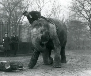 Elefante asiático feminino, Indiarani, movendo-se madeira com seu tronco, enquanto seu guarda fica de costas para ela e outras duas pessoas olham, Londres Zoo, 1925