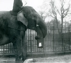 Elefante asiático feminino, Indiarani, movendo-se de madeira com seu tronco, enquanto seu keeper fica nas costas dela, dirigindo-a, London Zoo, 1925