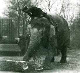 Elefante asiático feminino, Indiarani, movendo-se de madeira com seu tronco, enquanto seu keeper fica nas costas dela, dirigindo-a, London Zoo, 1925