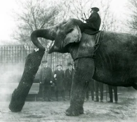 Elefante asiático feminino, Indiarani, movendo-se de madeira com seu tronco, enquanto seu keeper fica nas costas dela, dirigindo-a, London Zoo, 1925