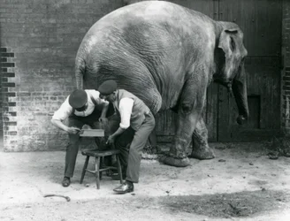 Fêmea asiática elefante Sundermalah ter seus pés aparados por seus guardiões no zoológico de Londres, de agosto de 1926