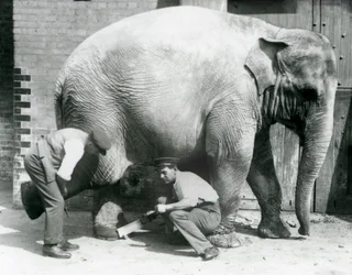 Fêmea asiática elefante Sundermalah ter seus pés aparados por seus guardiões no zoológico de Londres, de agosto de 1926