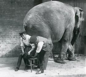 Elefante asiático feminino tendo seus pés aparados por seus guardiões no zoológico de Londres, agosto de 1926