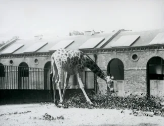 Fêmea Girafa, 
