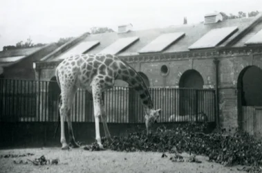 Fêmea Girafa, 