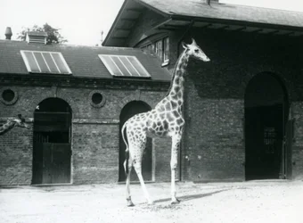 Girafa fêmea, Maud, que está no prado fora da casa da girafa, jardim zoológico de Londres, em julho de 1925
