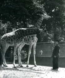 Girafas femininas Maud e Maggie, com o detentor Ernie Professor Bowman, zoológico de Londres, julho de 1924