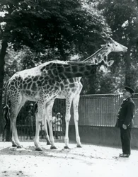 Girafas femininas Maud e Maggie, com o detentor Ernie Professor Bowman, zoológico de Londres, julho de 1924