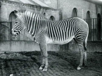 Zebra de Grevys fêmea, ou zebra imperial, Jennie que está em seu paddock no jardim zoológico de Londres, 1927