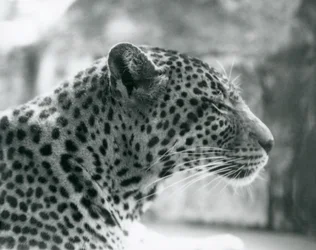 Daisy leopardo fêmea no zoológico de Londres em agosto de 1925