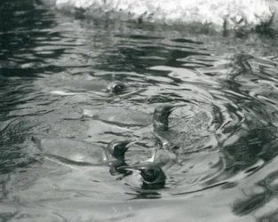 Quatro King Penguins nadando em sua piscina no Zoológico de Londres, em junho de 1927