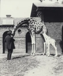 Girafa, com, 3 dia velho, bebê, e, keeper, em, jardim zoológico londres, 1914