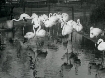 Flamingos maiores em sua lagoa no zoológico de Londres, 1926