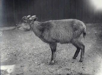 Goral do Himalaia no zoológico de Londres, 1914.