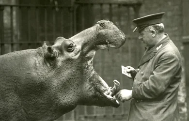 Hipopótamo Bobbie com o goleiro Ernie Bowman, zoológico de Londres, 1927