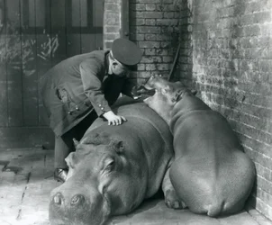 Hipopótamos Joan e Jimmy no zoológico de Londres em 1927